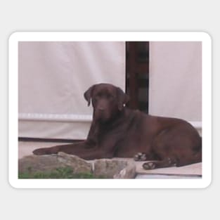 Labrador Retriever Chocolate laying Sticker